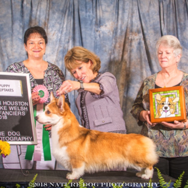 Best in Puppy Sweepstakes

AUBREY’S GO
FOR THE GOLD